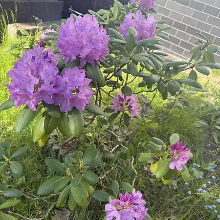 Сasa de vacaciones Dom Caloroczny, Krzeszna